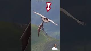 eagles amazingfacts birds animals factsinhindi eagle comedy funny goldeaglehawake [upl. by Melisande]