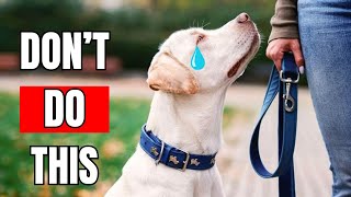 10 Things a Dog Will Never FORGIVE [upl. by Stefania]