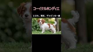 犬の種類コーイケルホンディエの紹介大谷選手の飼ってる犬 [upl. by Manara]