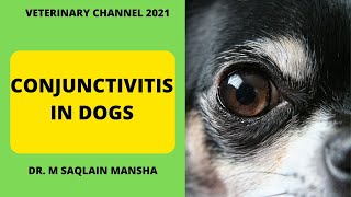 Veterinary Ophthalmology  The Causes Diagnosis and Treatment Of Conjunctivitis In Dogs [upl. by Ddart]