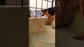 german shepherd dog barking  gsd dog barking  puppy barking  dog barking  dogs voices [upl. by Eleik]