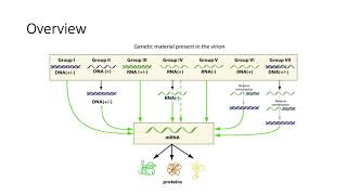 Baltimore Scheme Viral Classification System [upl. by Alon]