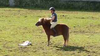 Hengstparade NeustadtDosse 2015 Bereiterlehrling im Duell mit ihrem Shetlandpony [upl. by Riada]