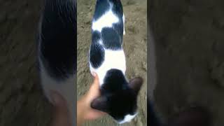 Tommy playing with Cynthia cats playing cat funnycats viralvideo shorts viralcat funniestvideo [upl. by Nima]