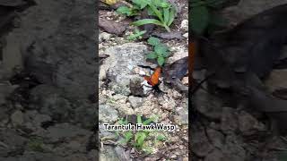 Tarantula Hawk Wasp [upl. by Griz]