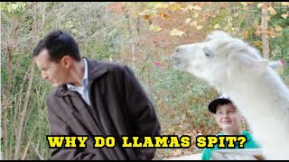 Why Do Llamas Spit [upl. by Nogaem171]