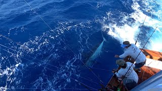 DAY 3 RELEASE RECAP  66th Annual Big Rock Blue Marlin Tournament [upl. by Orsini]