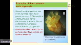 Somatic embryogenesis [upl. by Amelita33]