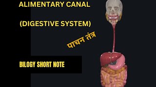 Digestive system Alimentary canal in 3D How food digest Stage of food processing [upl. by Aneetsirk]