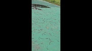 Worms emerge from ground sparking earthquake fears in Taiwan [upl. by Jepum953]