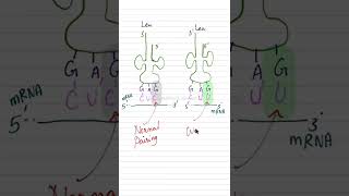 wobble hypothesisclass 12 biologyNEET BIOLOGY IN ENGLISHmolecular basis of inheritance [upl. by Ecnesse951]