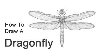 How to Draw a Dragonfly [upl. by Vershen]