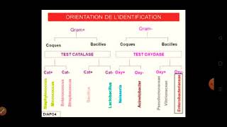 🔴Orientation de lidentification des bactéries [upl. by Atirec]