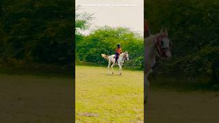 Horse Riding  Equestrian Training  Daksham Military School Meerut equestrian horseriding horse [upl. by Notgnihsaw]