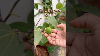 Fig plant Life cycle మేడిపండు अंजीर [upl. by Tomlin481]