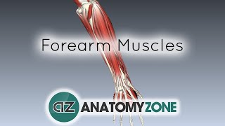 Forearm Muscles Part 1  Anterior Flexor Compartment  Anatomy Tutorial [upl. by Nowad]