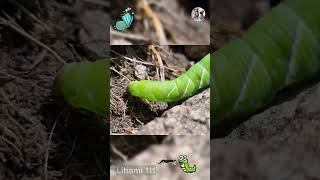 Caterpillars The Insects Unbelievable Transformation Journey  Lihami 111 CaterpillarFacts [upl. by Neelia]