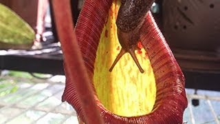 Eaten alive Carnivorous Pitcher Plant Eats Giant Slug  Not for the squeamish Yuck [upl. by Tarsus]