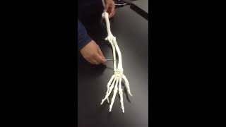 Upper Extremity Anatomy [upl. by Nevaed]