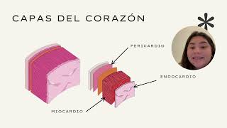 Video anatomia del torax Paola Lopez [upl. by Starinsky]