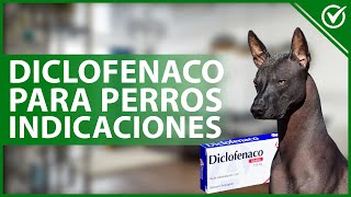 🐶 DICLOFENACO para PERROS Qué es para qué sirve dosis y contraindicaciones 💊🐶 [upl. by Tnilf]