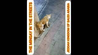 I meet this mingays in the street everyday here in Jeddah KSA I love this cat every time I see them [upl. by Minda]