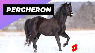 Percheron Horse 🐴 One Of The Most Beautiful Horses In The World shorts [upl. by Aicina]