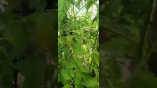 Culture de tomates permaculture jardinet et potager [upl. by Gotthard]