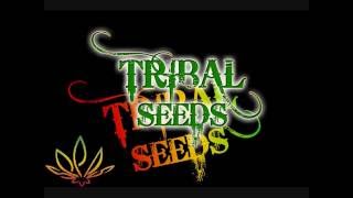 Tribal Seeds Beautiful Mysterious [upl. by Weissman433]