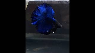 BLUE ROSETAIL 🔥rosetailbetta bettafish viralshorts shorts trending [upl. by Furgeson]