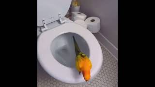 Clever Parrot Trained to Use Toilet [upl. by Tterrag283]