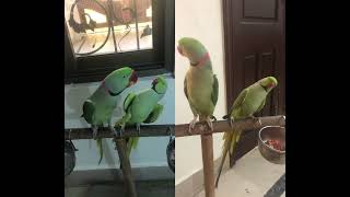 Talking Indian ringneck parrot vs Alexandrine raw parrot [upl. by Noletta355]