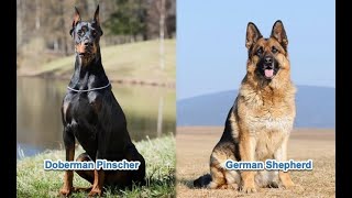 German Shepherd vs Doberman Pinscher  Dog Comparison [upl. by Ennadroj]