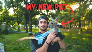 I ADOPTED A KANGAROO [upl. by Bathsheb]