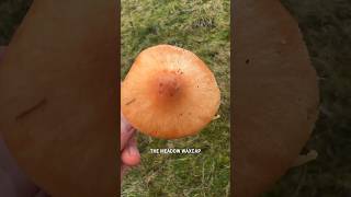 How to find and identify the Meadow Waxcap Cuphophyllus pratensis [upl. by Yllor219]