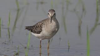 Common Greenshank [upl. by Bailey]