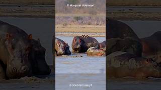 Help for Hippos from Little Birds  Oxpeckers 🐦🦛 [upl. by Tager419]