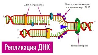 Репликация ДНК  самое простое объяснение [upl. by Adnawaj274]