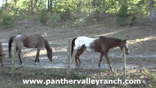 Panther Valley Ranch Horseback Riding Hot Springs Arkansas [upl. by Valora]