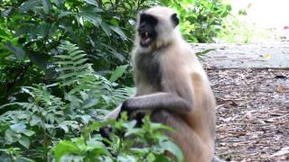 Angry Langur Monkey SOUNDS [upl. by Tnilk]