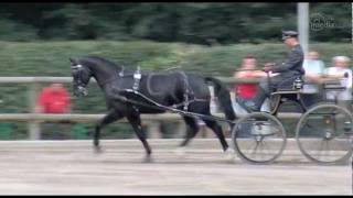 Elitär  Bronzeplatz beim Bundeschampionat Schweres Warmblut 2011 [upl. by Ala791]