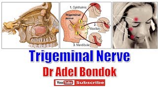 Trigeminal Nerve Ophthalmic Maxillary and Mandibular Nerves Dr Adel Bondok [upl. by Tsiuqram]