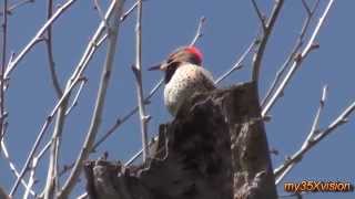 Northern Flicker Calling and Drumming  in HD [upl. by Dnaltroc]