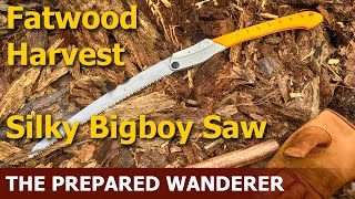 Fatwood Harvest with Silky Big Boy Saw [upl. by Suanne]