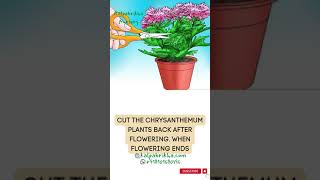 How to Propagate Chrysanthemum Plant [upl. by Marten]