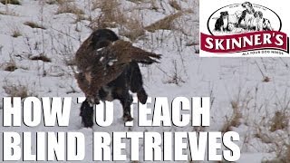 Gundog training tips  Teaching the blind retrieve [upl. by Bird]