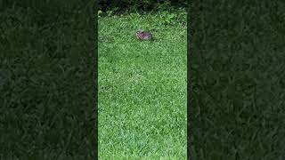 Rabbit chilling in my backyard earlier [upl. by Natica]