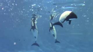 Commersons Dolphins at Toba Aquarium 12818 鳥羽水族館 イロワケイルカ [upl. by Mikaela]