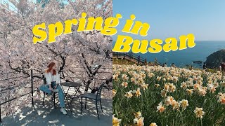 going to Busan for cherry blossoms 💛spring in korea  cafe hopping vlog [upl. by Edra]