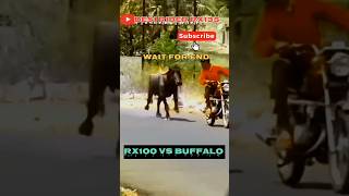 YAMAHA RX100 SOUND BUFFALO REACTION 😱  WAIT FOR END [upl. by Gold]